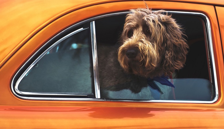 Road Trip Tips For Travelling With Your Dog