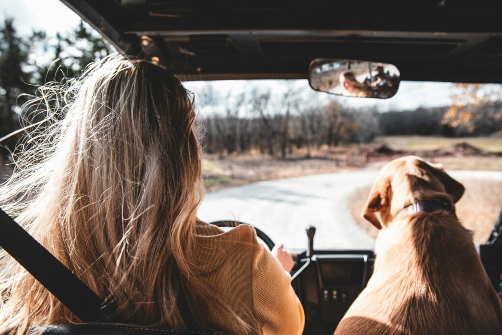 Road Trip With Your Dog
